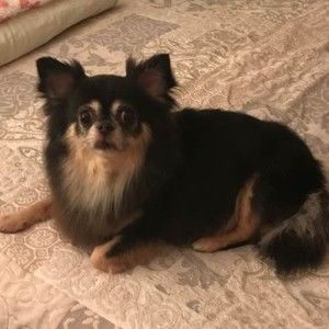 Meet your Posher, Pat